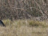 otter en rooireier : frieda